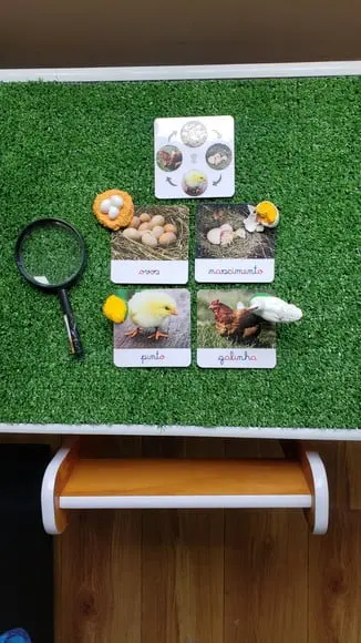 Kit Flashcards Ciclo de Vida Galinha Montessori/homeschool