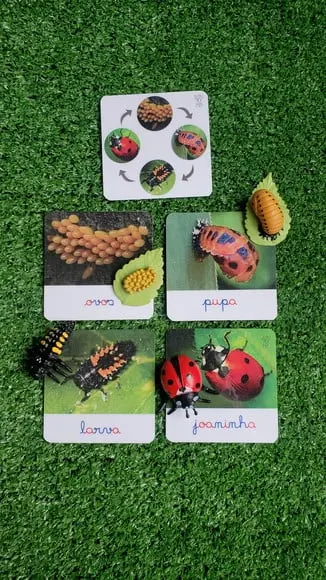 Kit Flashcards Ciclo de Vida Joaninha Montessori/homeschool