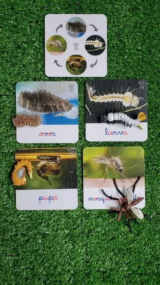 Kit Flashcards Ciclo de Vida Mosquito Montessori/homeschool