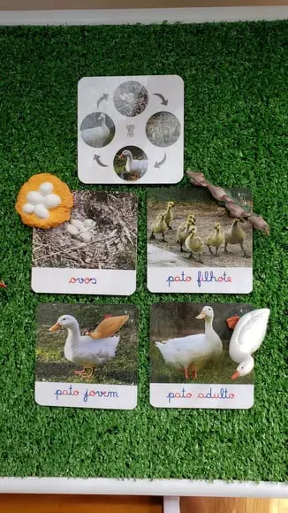 Kit Flashcards Ciclo de Vida Pato Montessori/homeschool