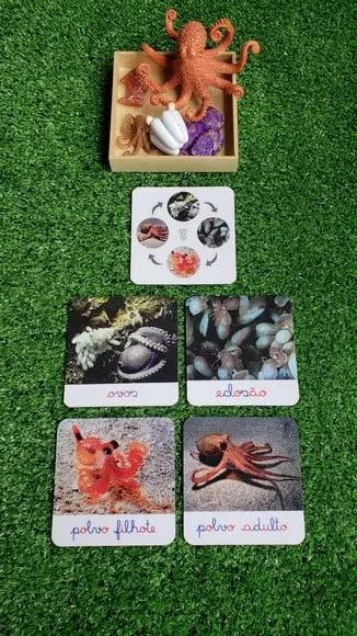 Kit Flashcards Ciclo de Vida Polvo Montessori/homeschool