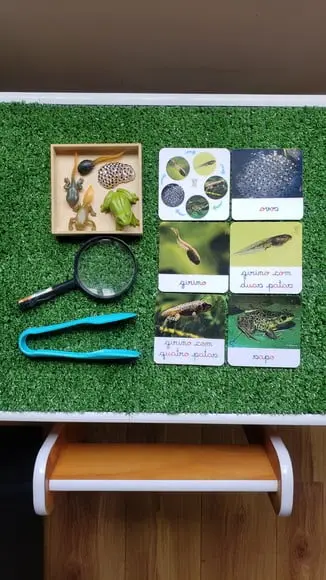 Kit Flashcards Ciclo de Vida Sapo Girino Montessori/homescho