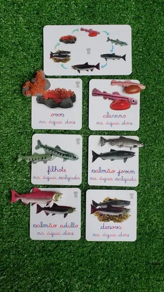 Kit Flashcards Ciclo de Vida Salmão Montessori/homeschool