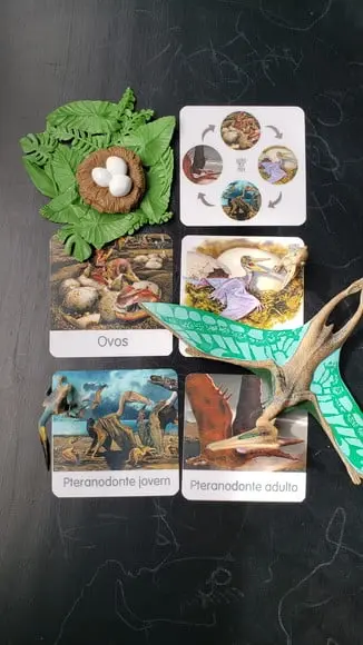 Kit Flashcards Ciclo Vida Pterodáctilo Montessori/homeschool