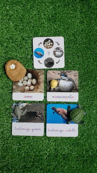Kit Flashcards Ciclo de Vida Tartaruga Montessori/homeschool