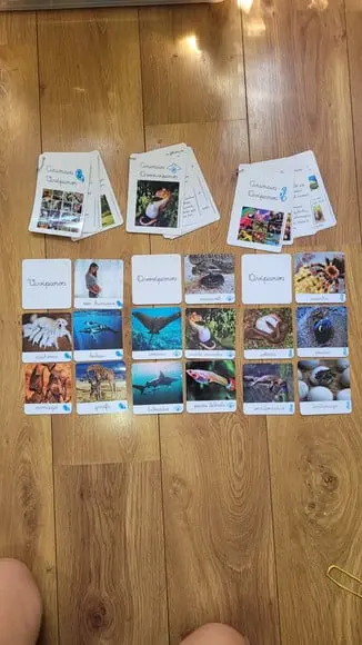 Kit Flashcards com Controle de Erro - Reprodução dos Animais