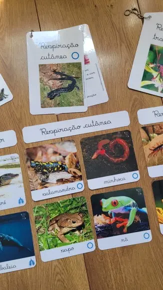 Kit Flashcards com Controle de Erro - Respiração dos Animais