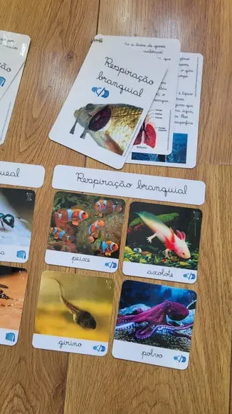 Kit Flashcards com Controle de Erro - Respiração dos Animais