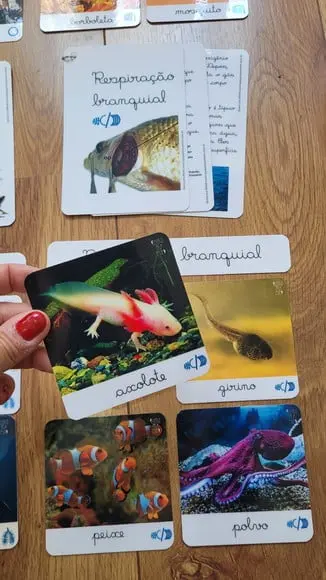Kit Flashcards com Controle de Erro - Respiração dos Animais