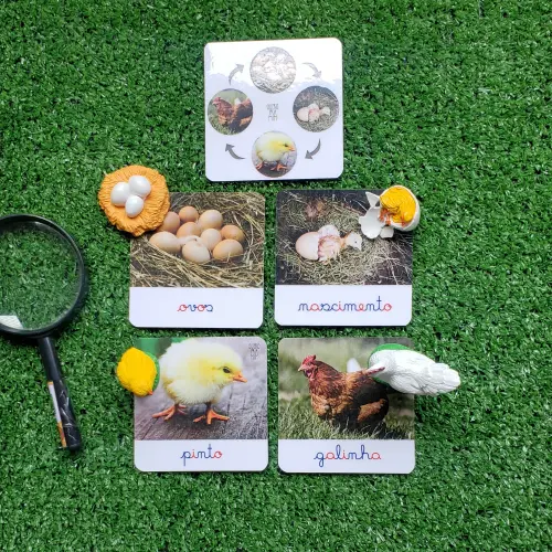 Kit Flashcards Ciclo de Vida Galinha Montessori/homeschool