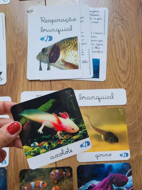 PDF Flashcards Respiração dos Animais com caderno de informaç?
