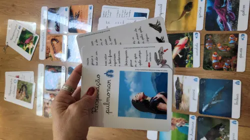 PDF Flashcards Respiração dos Animais com caderno de informaç?