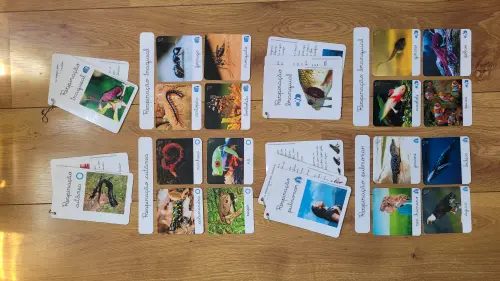 PDF Flashcards Respiração dos Animais com caderno de informaç?