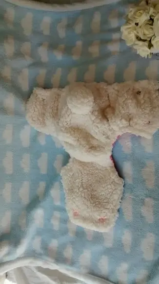 Newborn ovelhinha