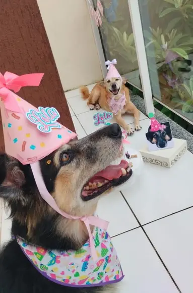 Kit Festa Aniversário Pet com 2 Chapeuzinhos Personalizados
