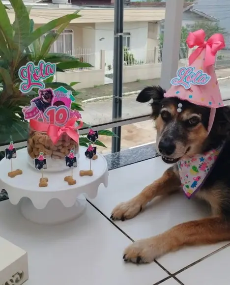 Kit Festa Aniversário Pet Personalizado
