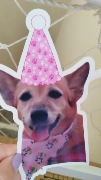 Bandeirola Festa Pet com Foto e Chapeuzinho