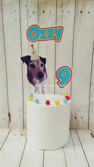 Kit Bandeirola com Foto, Topper e Display com Foto Cachorro