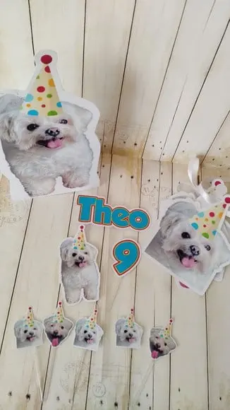 Kit Bandeirola com Foto, Topper e Display com Foto Cachorro