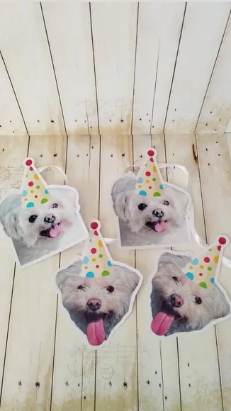 Kit Bandeirola com Foto, Topper e Display com Foto Cachorro
