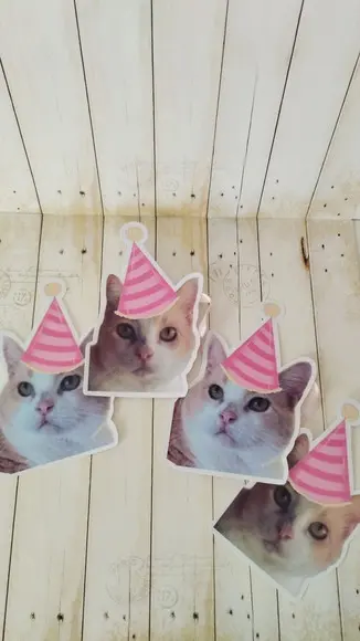 Kit Bandeirola com Foto, Topper e Display com Foto Gato