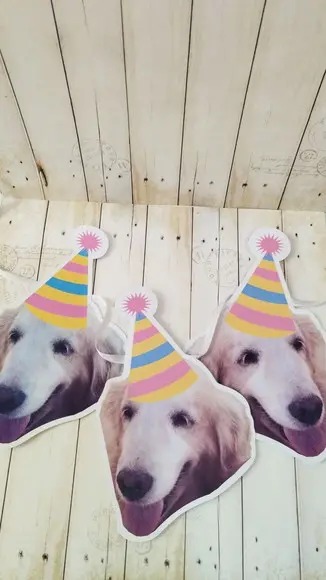 Kit Festa Cachorro Personalizado com Foto e Chapeuzinho