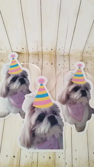 Kit Festa Cachorro Personalizado com Foto e Chapeuzinho