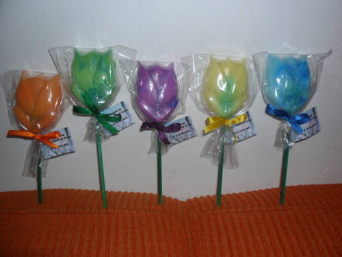 Tulipa no Palito