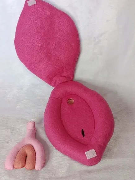 Órgão Genital Feminino em Feltro