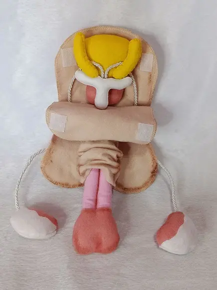 Órgão Sexual Masculino