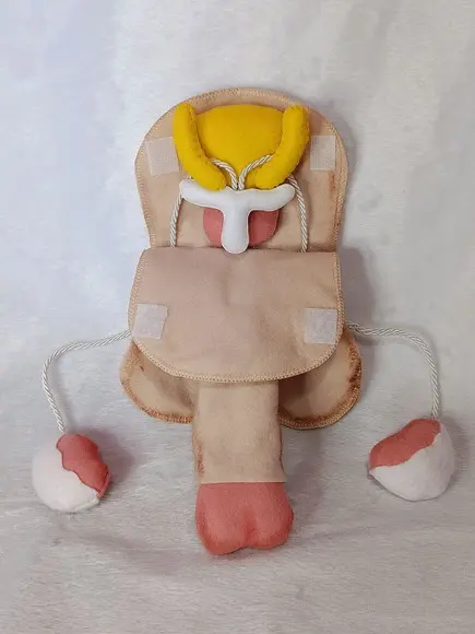 Órgão Sexual Masculino