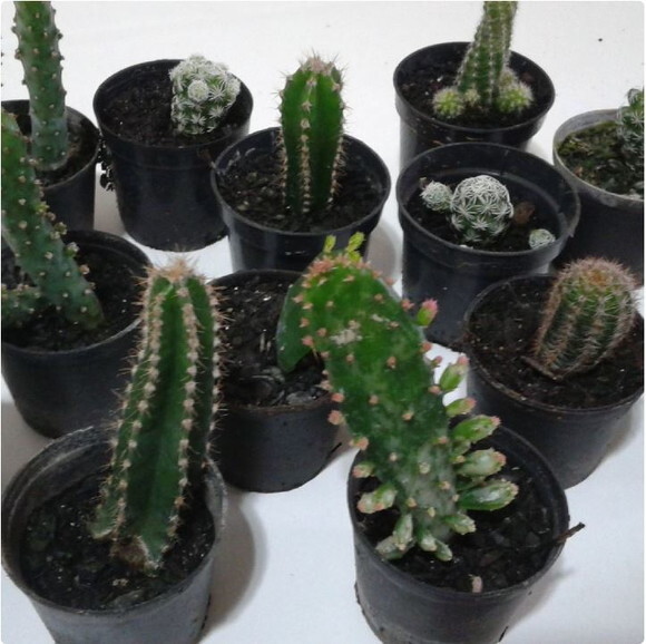 15 Mini Cactos Variados