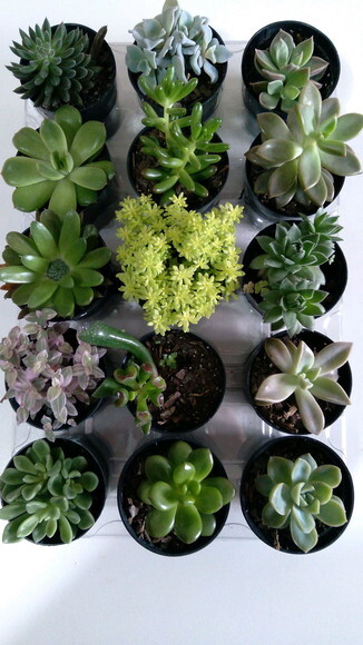 15 Mini Suculentas Variadas