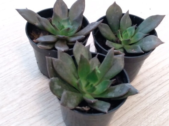 Echeveria Black Prince
