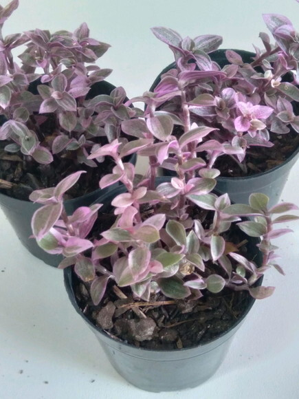 Callisia Repens- Suculenta Pink Lady