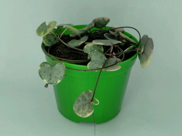 Coração Emaranhado Variegata em Pote 9