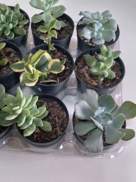 Kit 15 Mini Suculentas Variadas