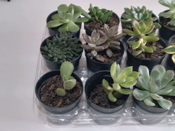 Kit 15 Mini Suculentas Variadas