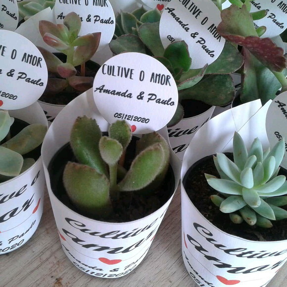 Lembrancinha Suculenta-rotulo Branco