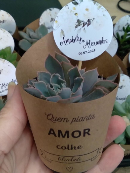 Mini Suculenta no Rótulo com Tag Personalizada