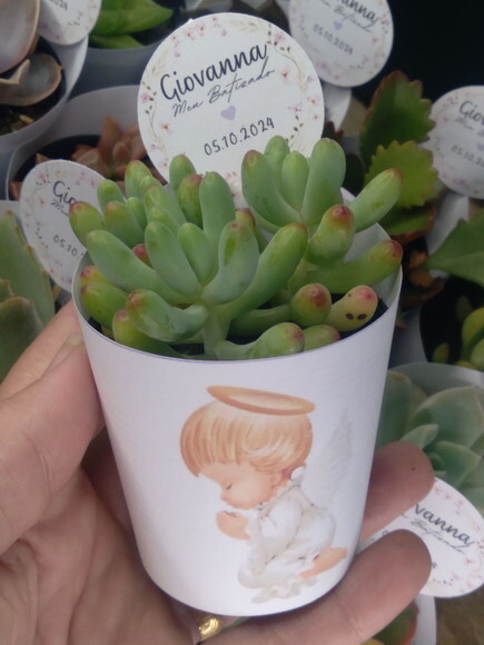 Mini Suculenta no Rótulo com Tag- Batizado Anjo