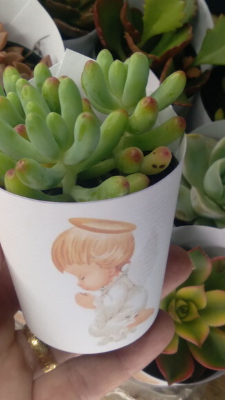 Mini Suculenta no Rótulo com Tag- Batizado Anjo
