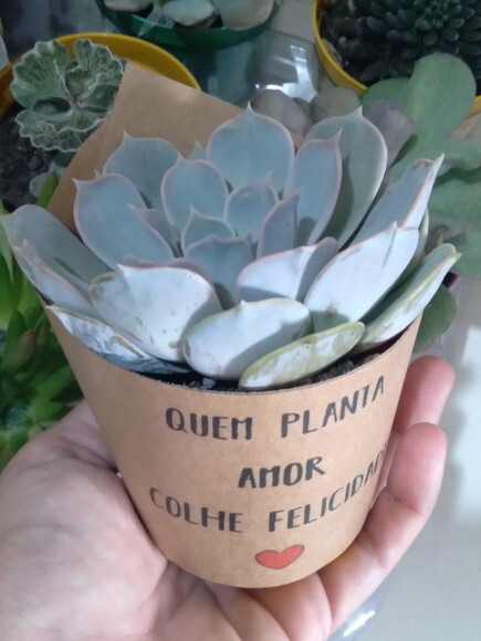 Mini Suculenta no Rótulo Kraft