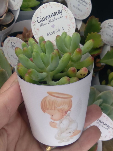 Mini Suculenta no Rótulo com Tag- Batizado Anjo