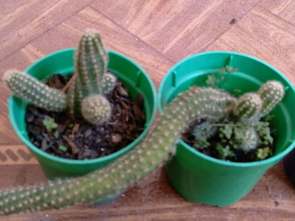 Mini-cacto Amendoim