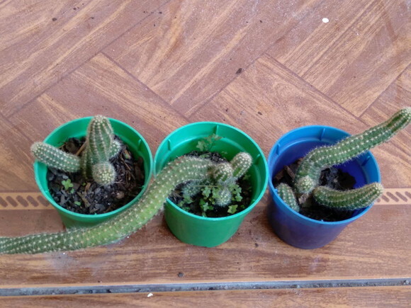 Mini-cacto Amendoim