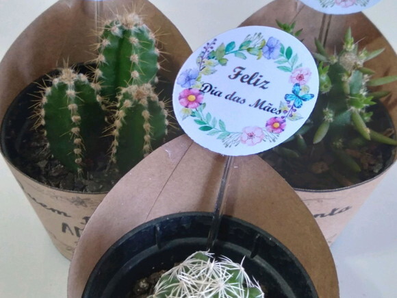 Mini-cactos no Rótulo Kraft
