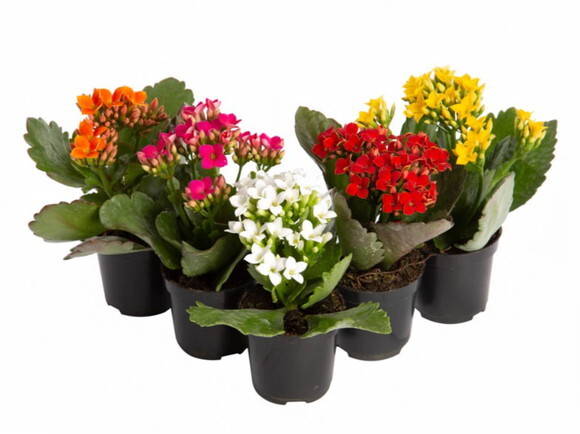 Mudinha Mini Kalanchoe (pote 6) -flor da Fortuna