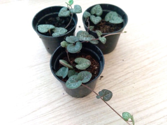 Suculenta Coração Emaranhado