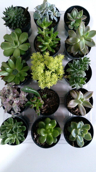 15 Mini Suculentas Variadas